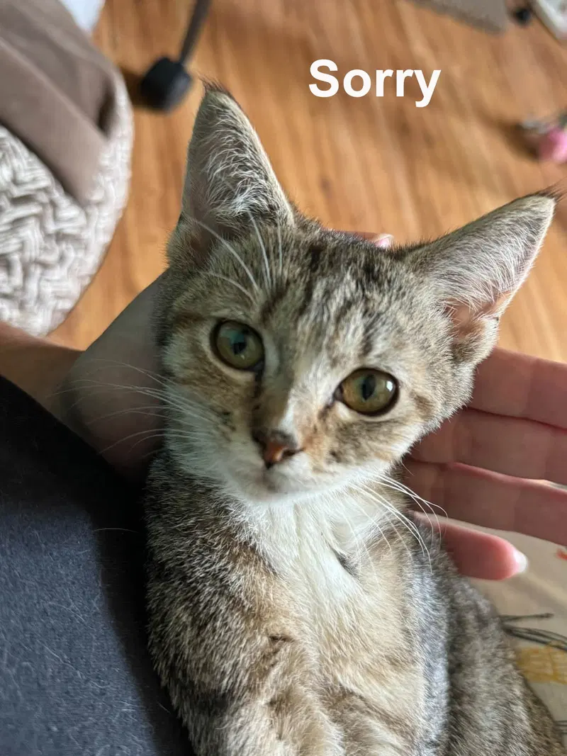 Trouble & Friends, female kittens up for adoption