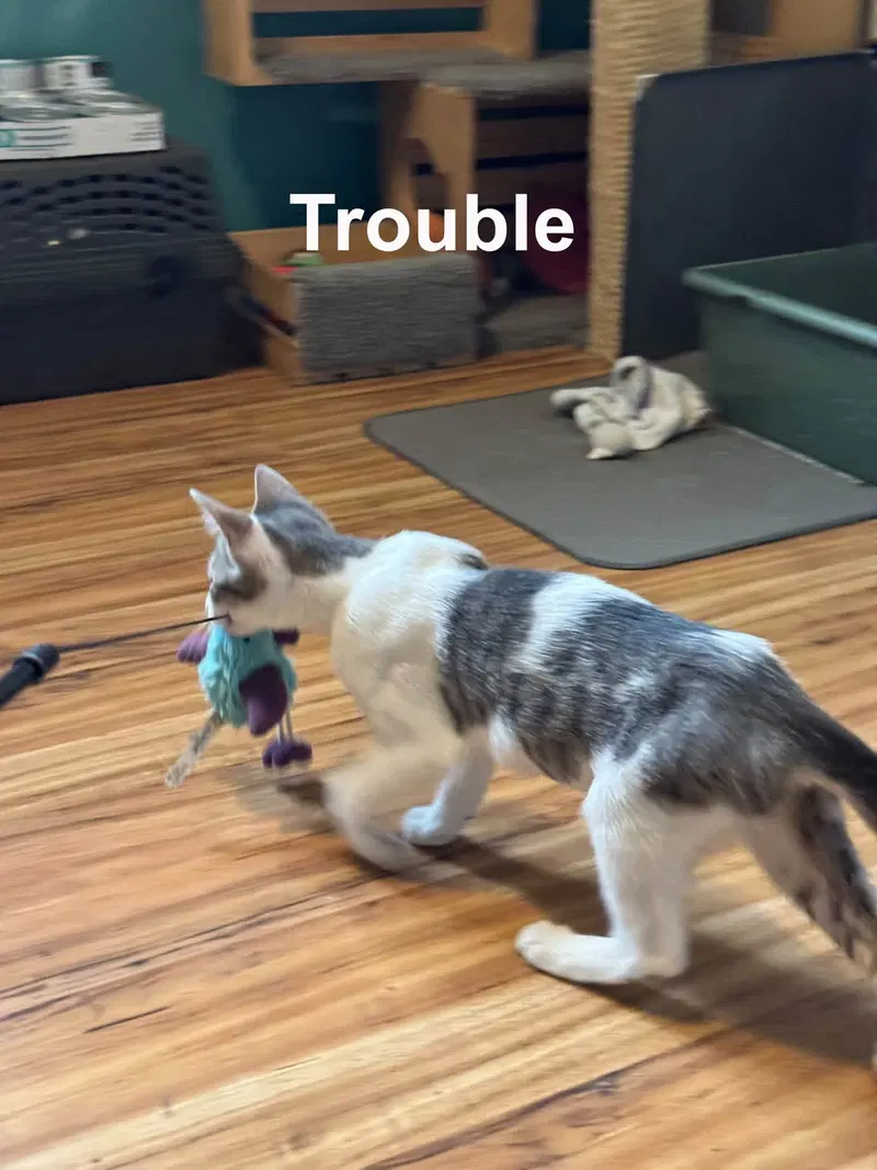 Trouble & Friends, photo 3