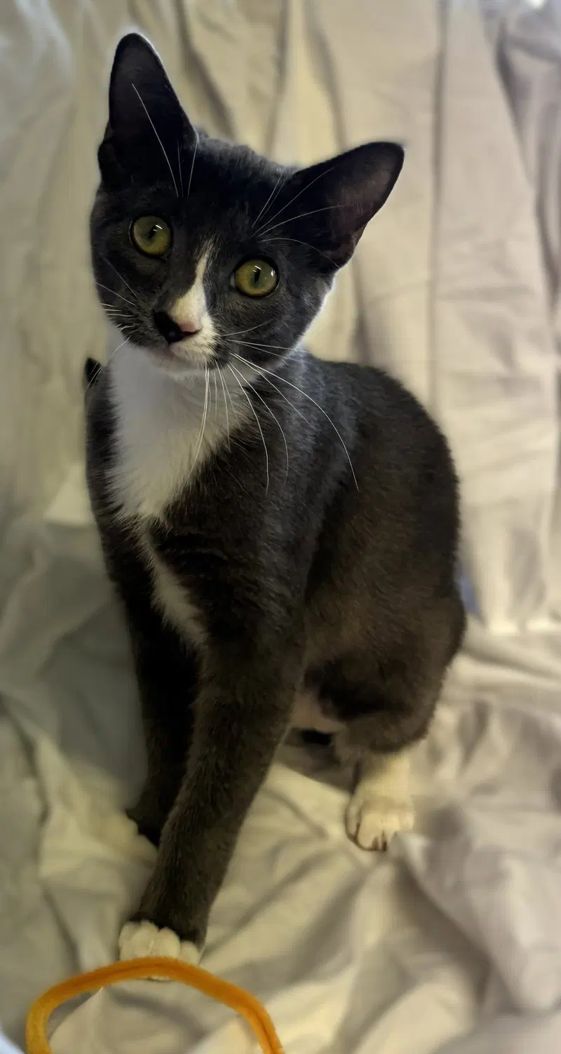 Teagan, a female Tuxedo kitten up for adoption
