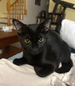 Mel C Klein, a female kitten up for adoption