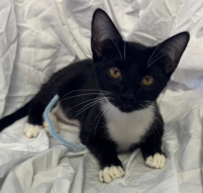 Snowball, a female Tuxedo kitten up for adoption