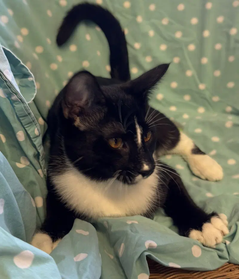 Sundown, a male Tuxedo kitten up for adoption