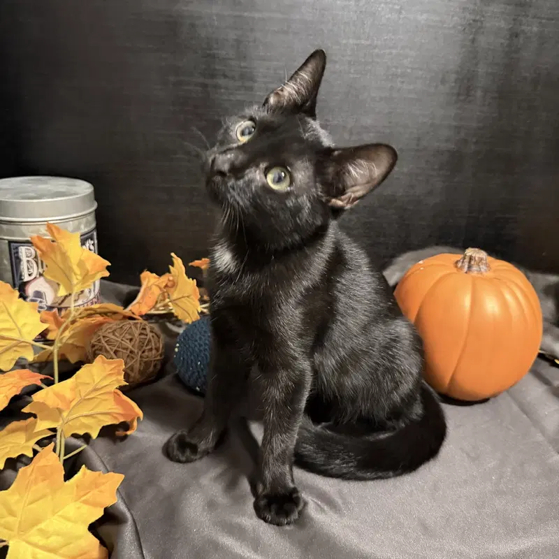 Dino, a male kitten up for adoption