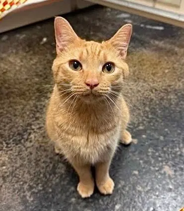 Baby O, a young male Tabby cat up for adoption