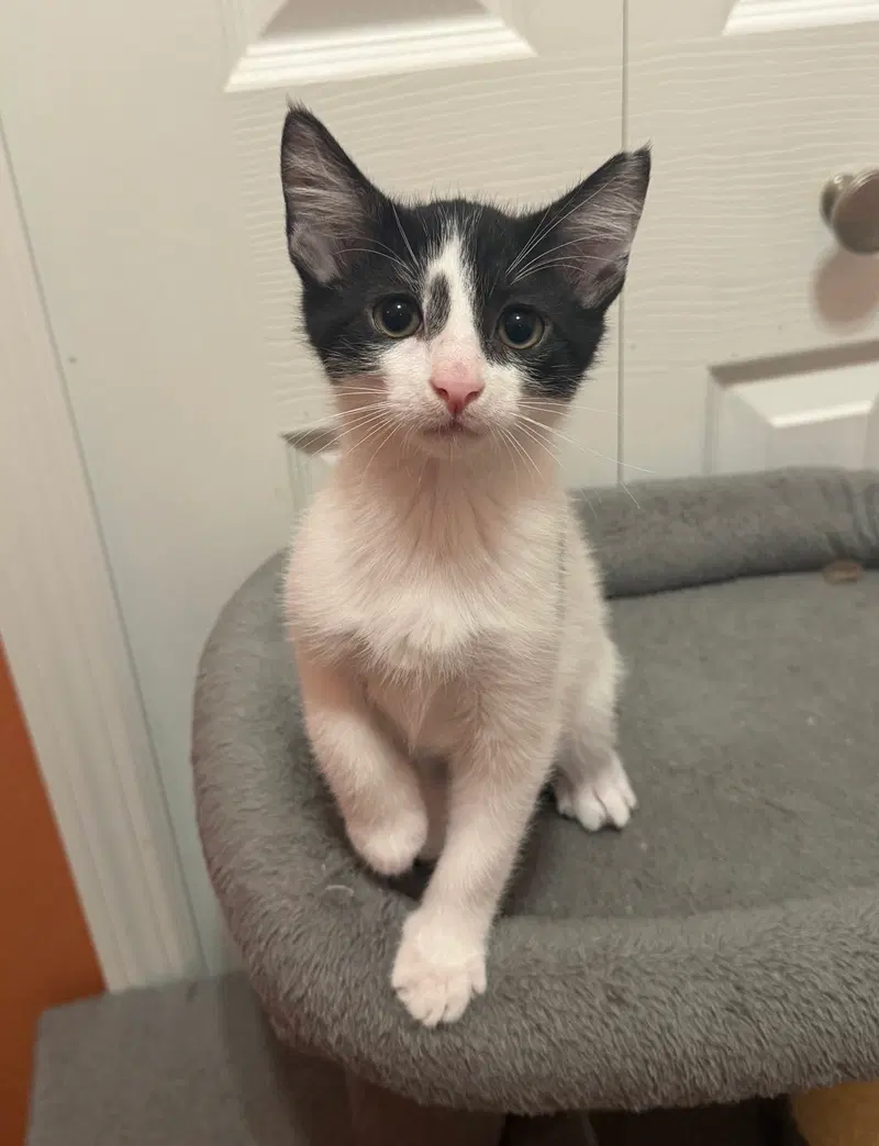 Spiral, a male kitten up for adoption