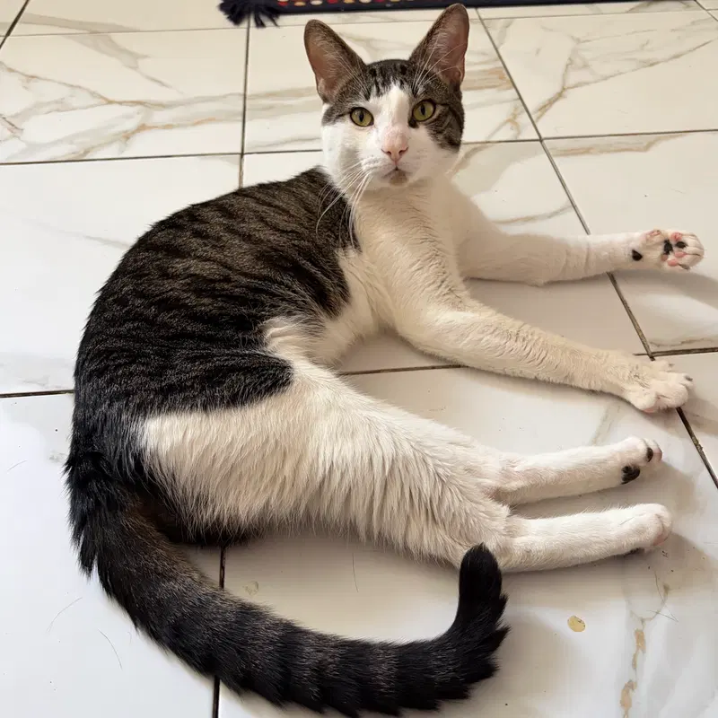 Bento Box, an adult male cat up for adoption