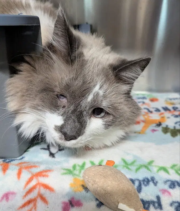 Forte, a senior male cat up for adoption