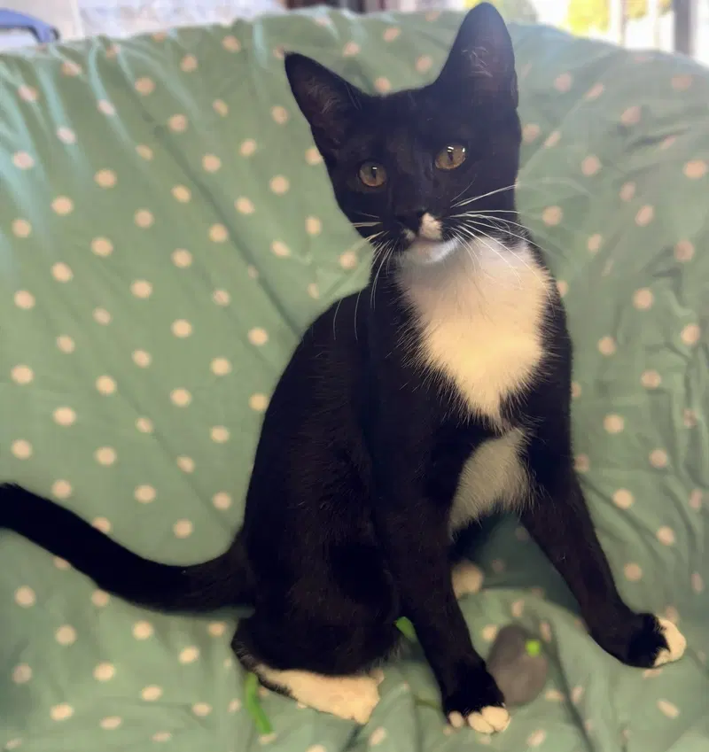 Blackberry, a male Tuxedo kitten up for adoption
