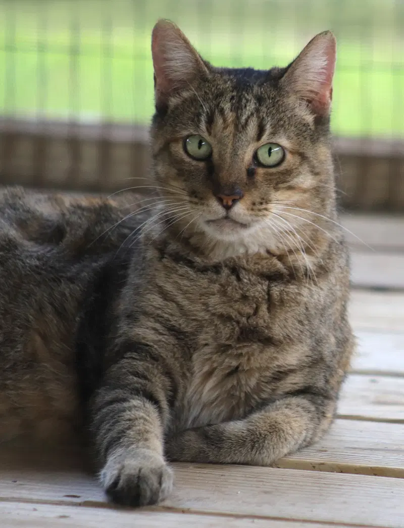 Edith, a young female cat up for adoption
