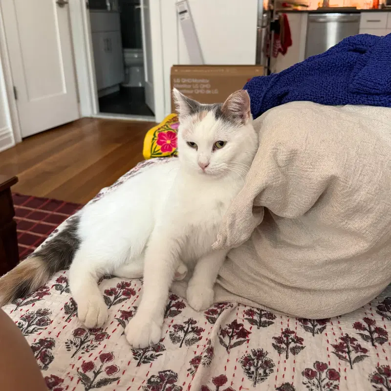Cyprus, a female cat up for adoption