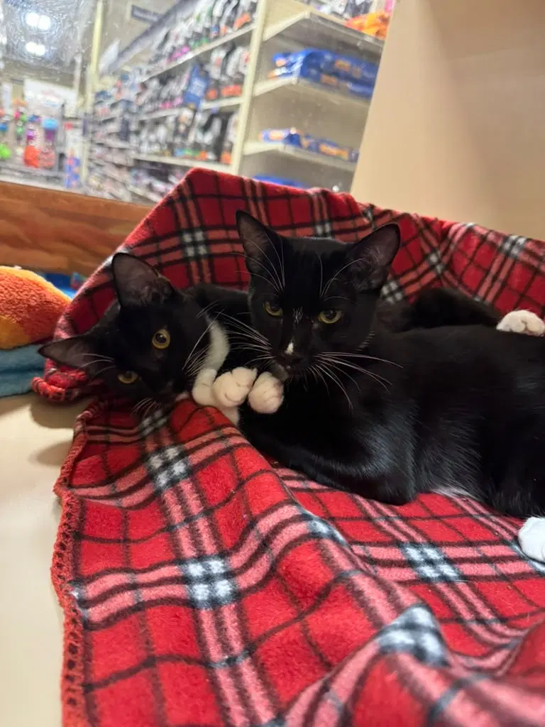 Dinho & Mia, female Tuxedo kittens up for adoption