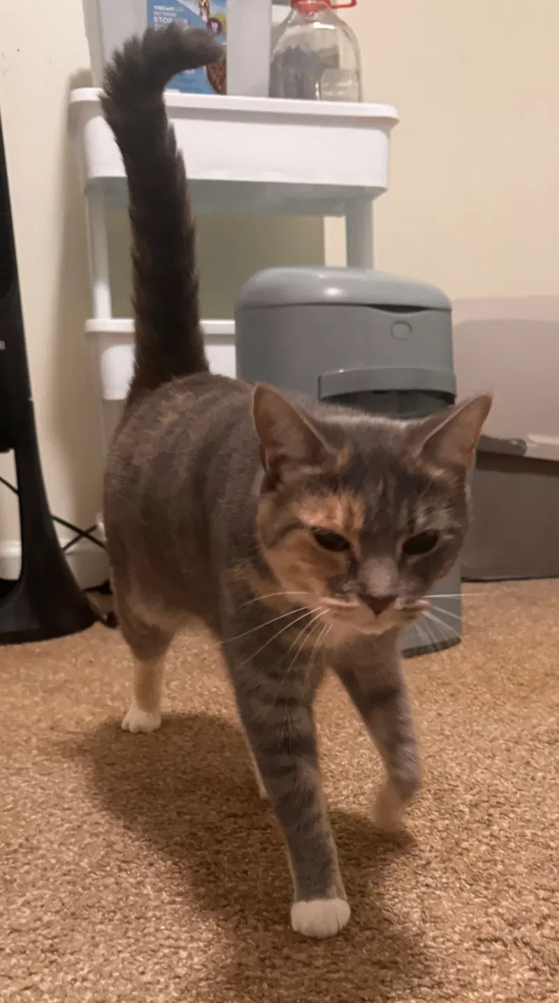 Freya, an adult female Calico cat up for adoption