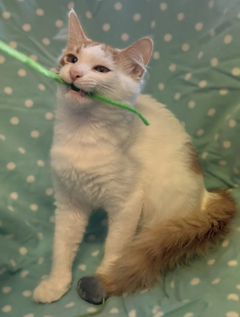 Roman, a male kitten up for adoption