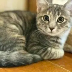 Colette, a female kitten up for adoption