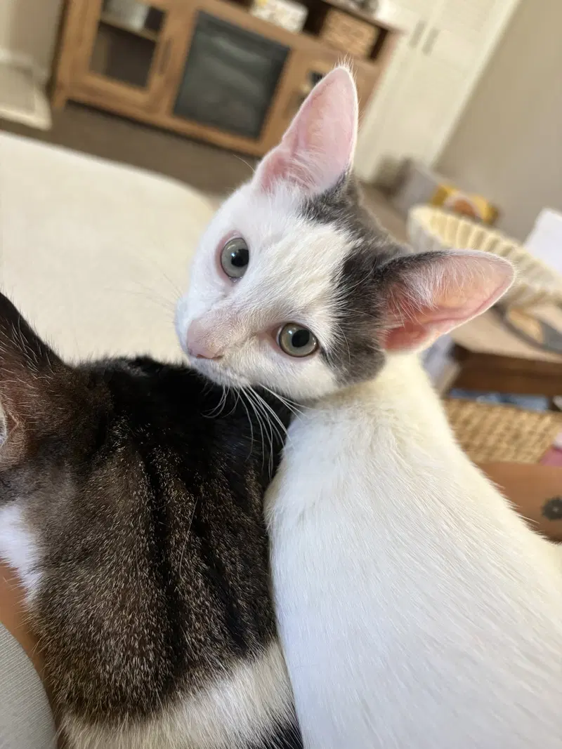 Jay W/ Georgie, a male kitten up for adoption