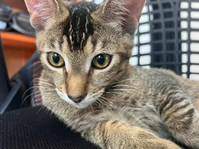Jumbles, a young male cat up for adoption