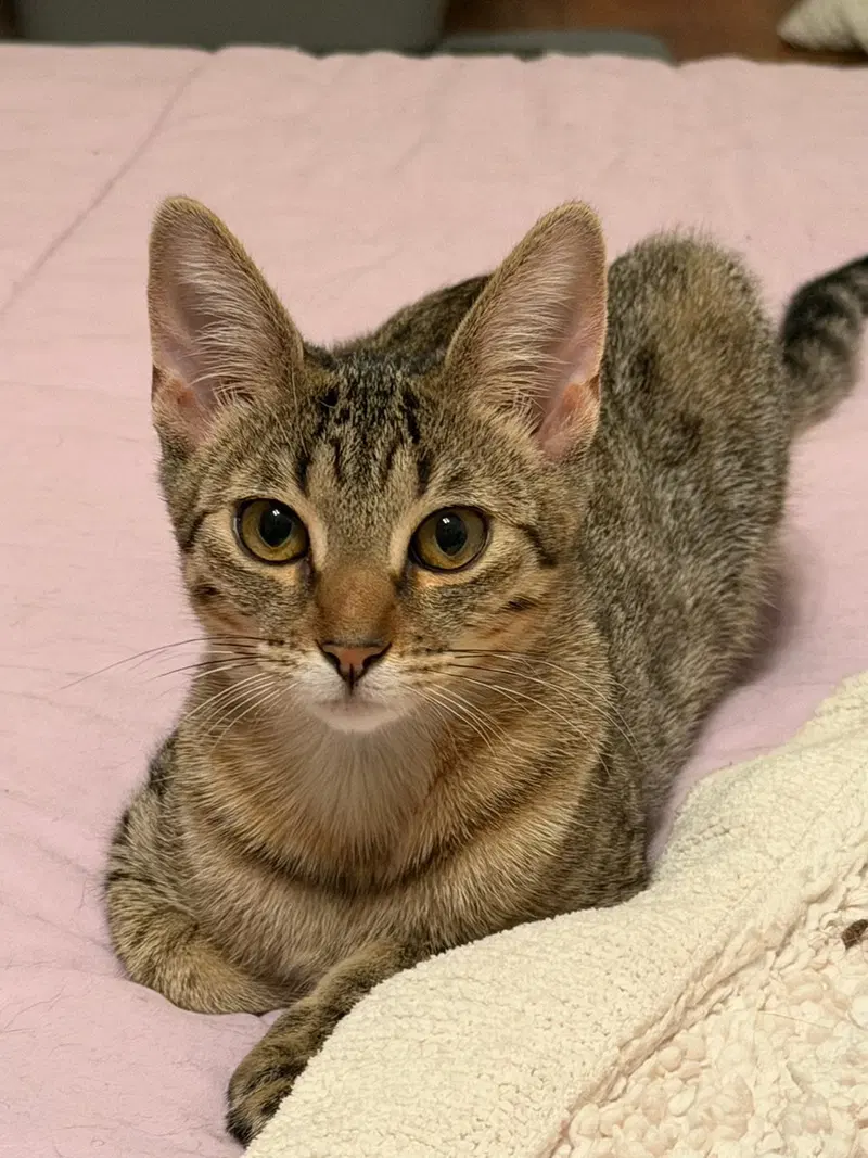 Tumbles, a young female cat up for adoption