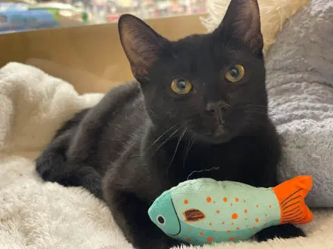 Watch the video of Chick