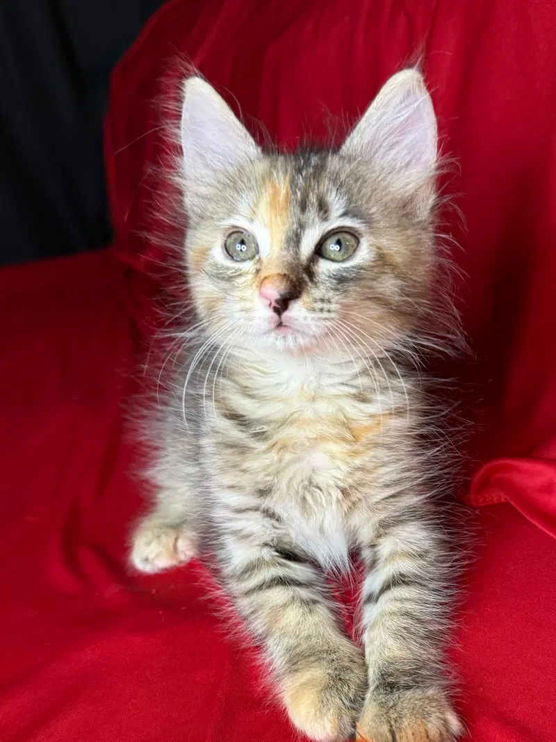 Patch, a female Torbie kitten up for adoption