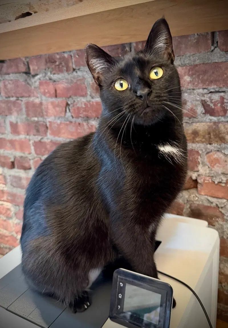 Phoenix, a young female cat up for adoption