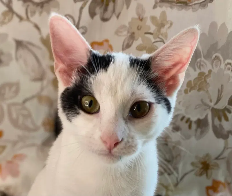 Otto, a male kitten up for adoption