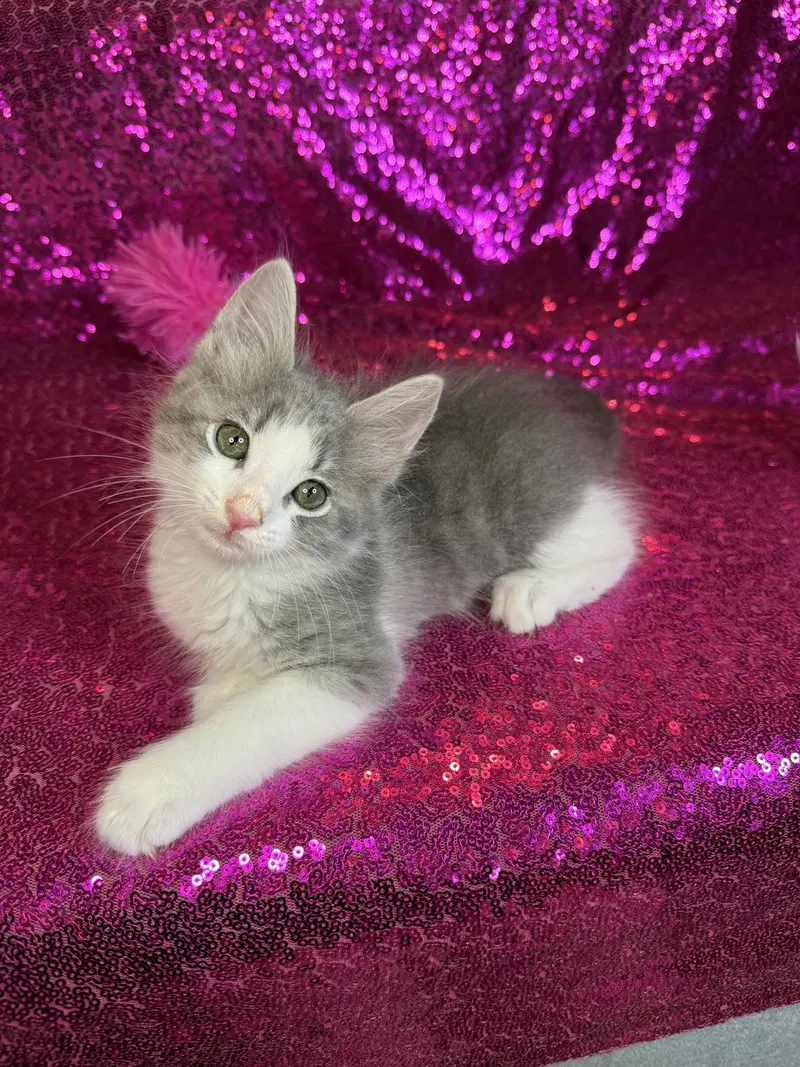 Fancy, a female Tabby kitten up for adoption