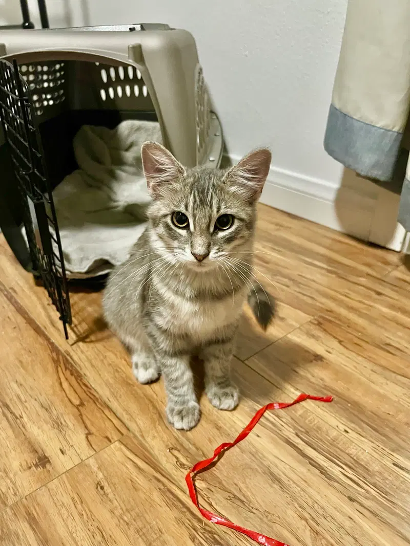 Fluffy, a female Tabby kitten up for adoption