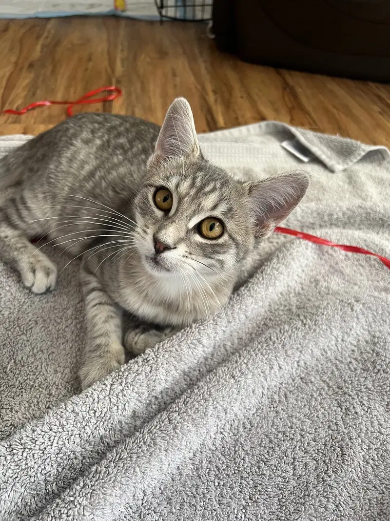 Sammi, a female Tabby kitten up for adoption