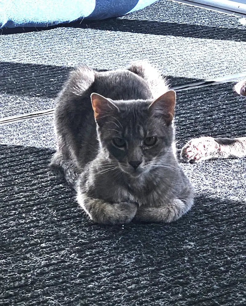 Murdock, a young male cat up for adoption