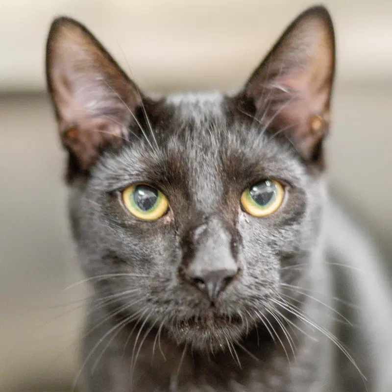 Basil, a young male cat up for adoption