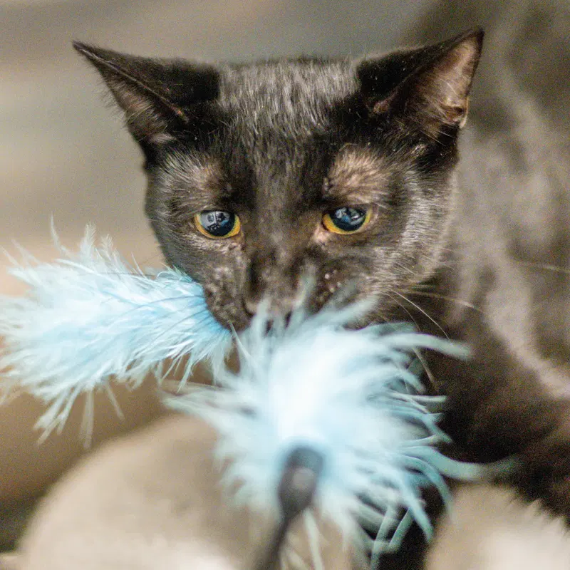 Pickles, a young male cat up for adoption