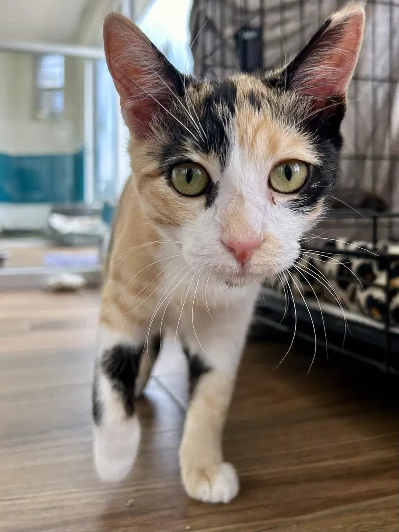 Athena, a female kitten up for adoption