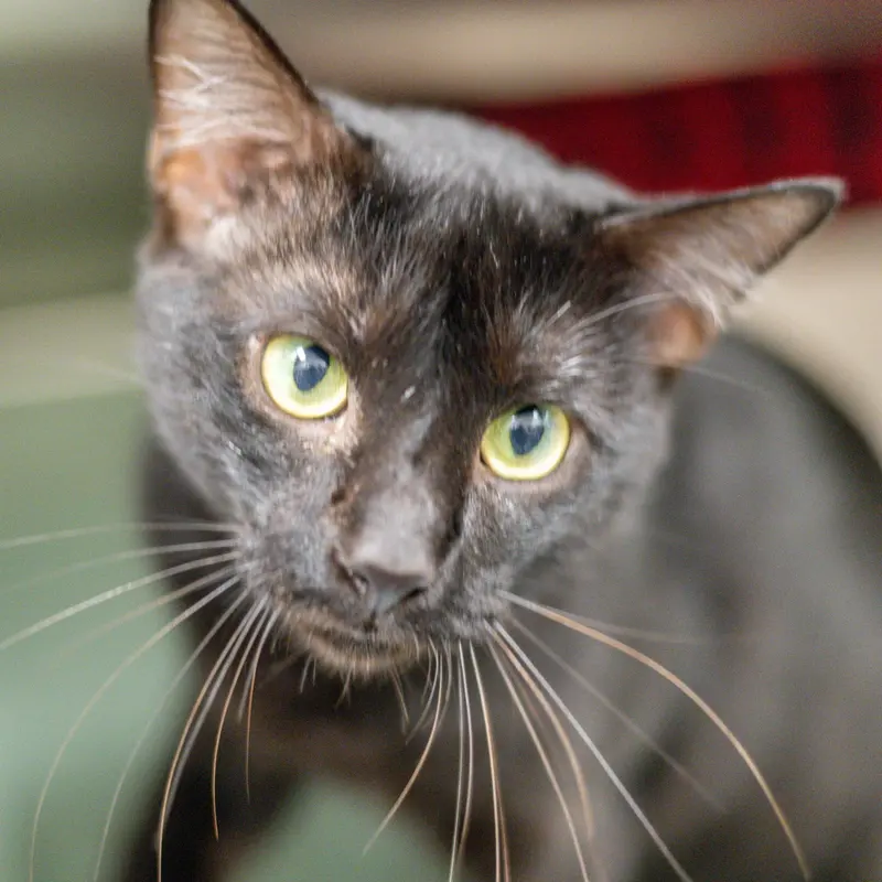 Fernando, an adult male cat up for adoption
