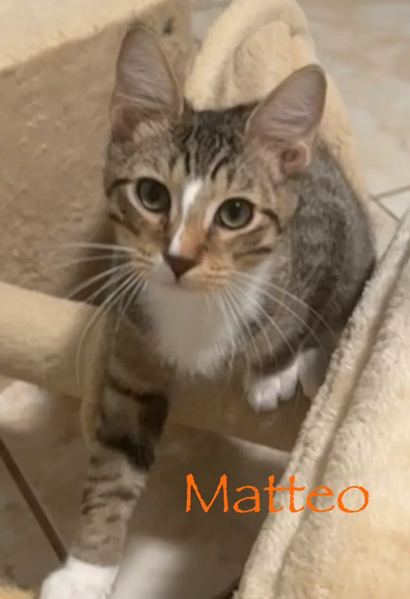 Matteo, photo 2