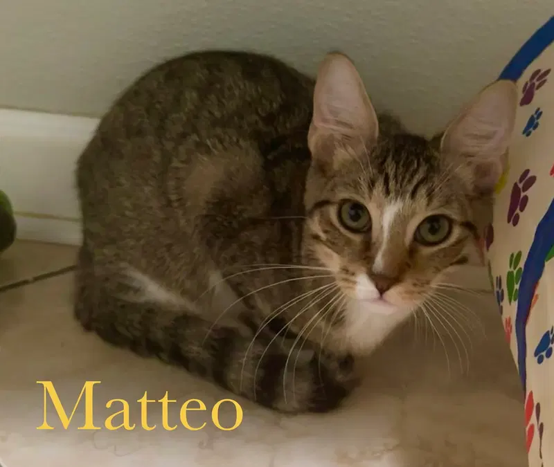 Matteo, photo 3