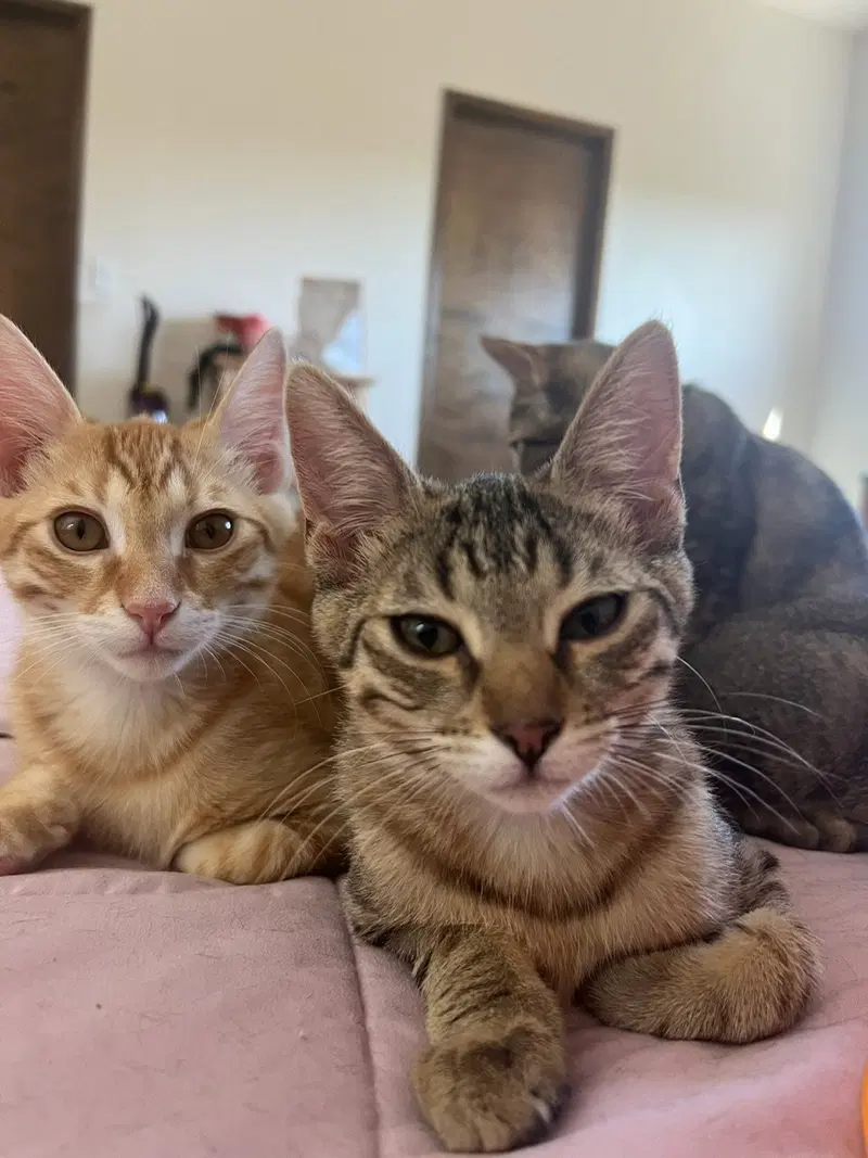 Marmalade, photo 4