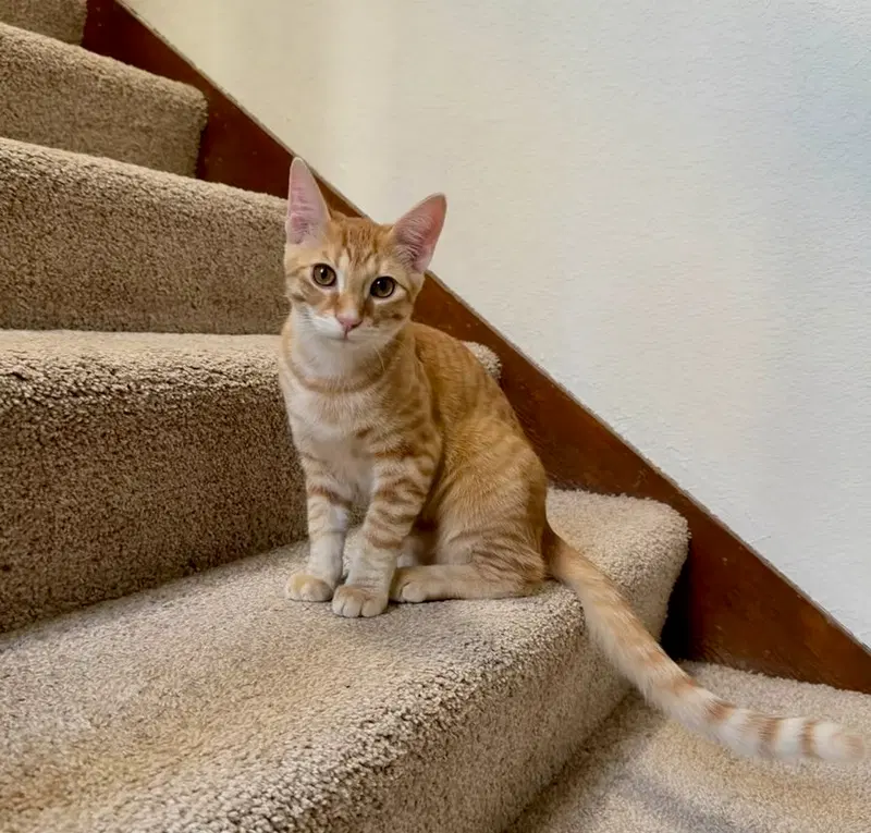 Marmalade, photo 2