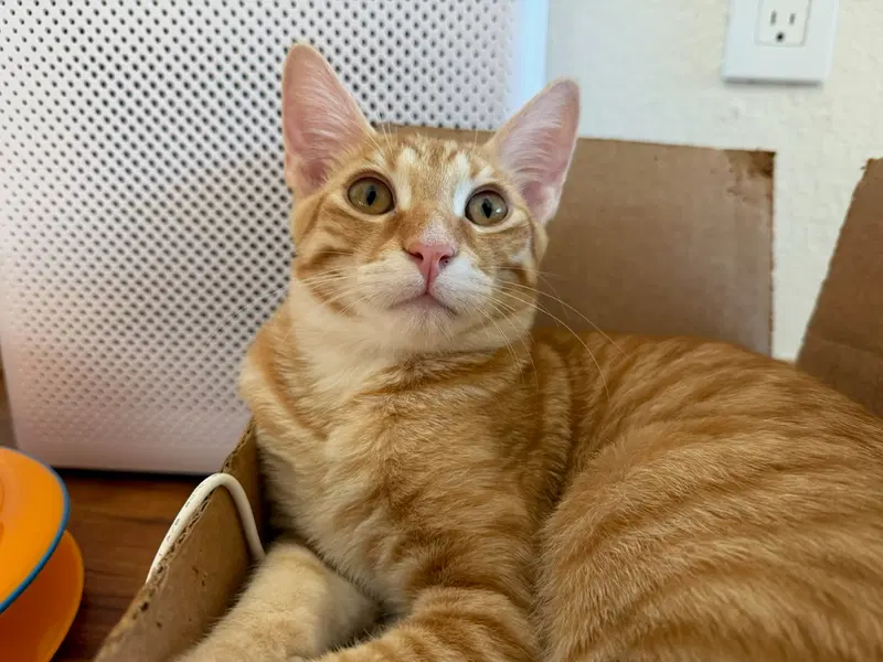 Marmalade, a young male cat up for adoption