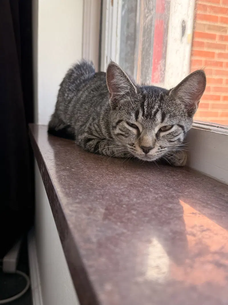 Cinco, a female kitten up for adoption