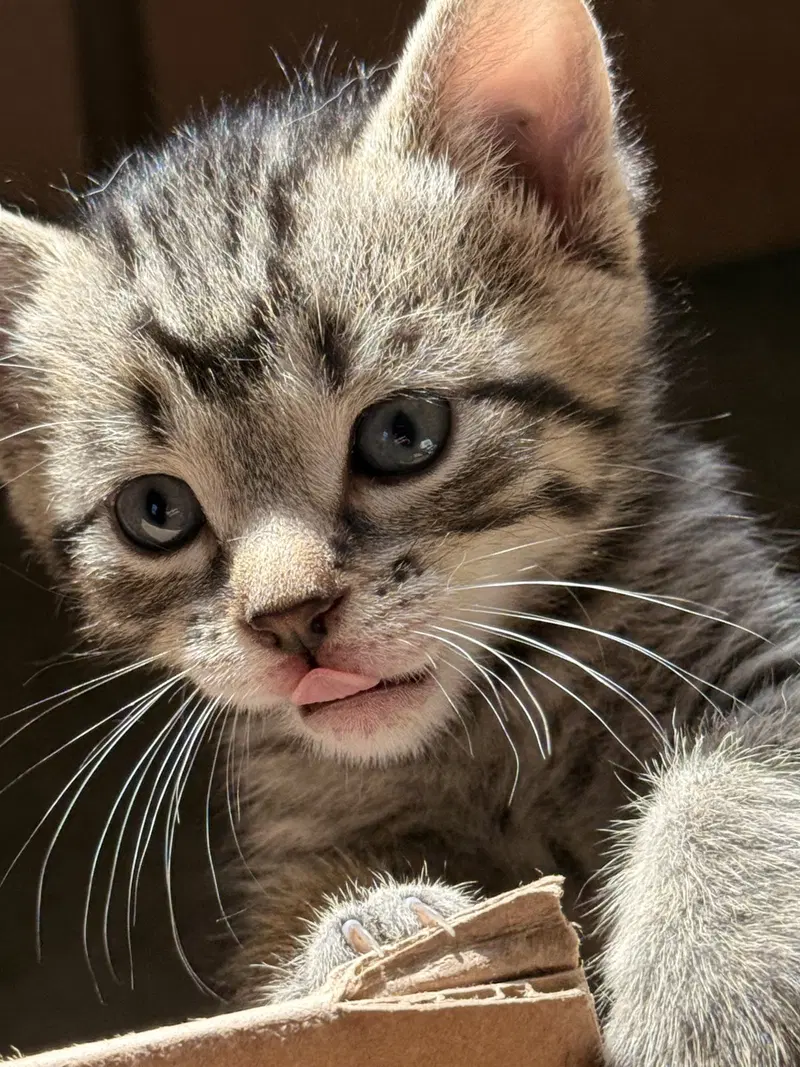 Seis, a female kitten up for adoption
