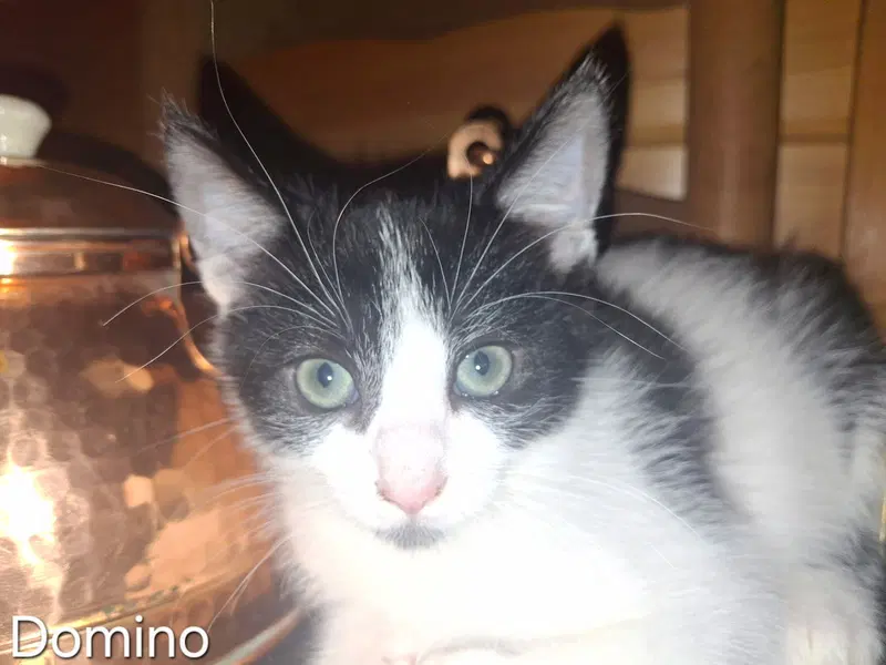 Domino, a male kitten up for adoption