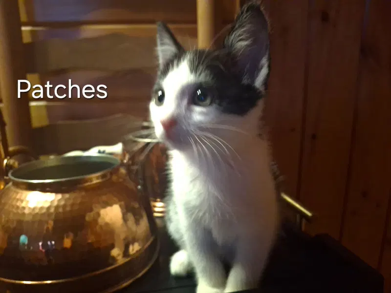 Patches, a female kitten up for adoption