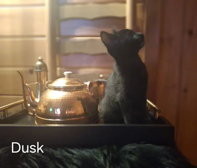 Dusk/ Binks, photo 6