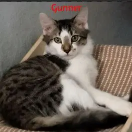 Gunner, a male kitten up for adoption