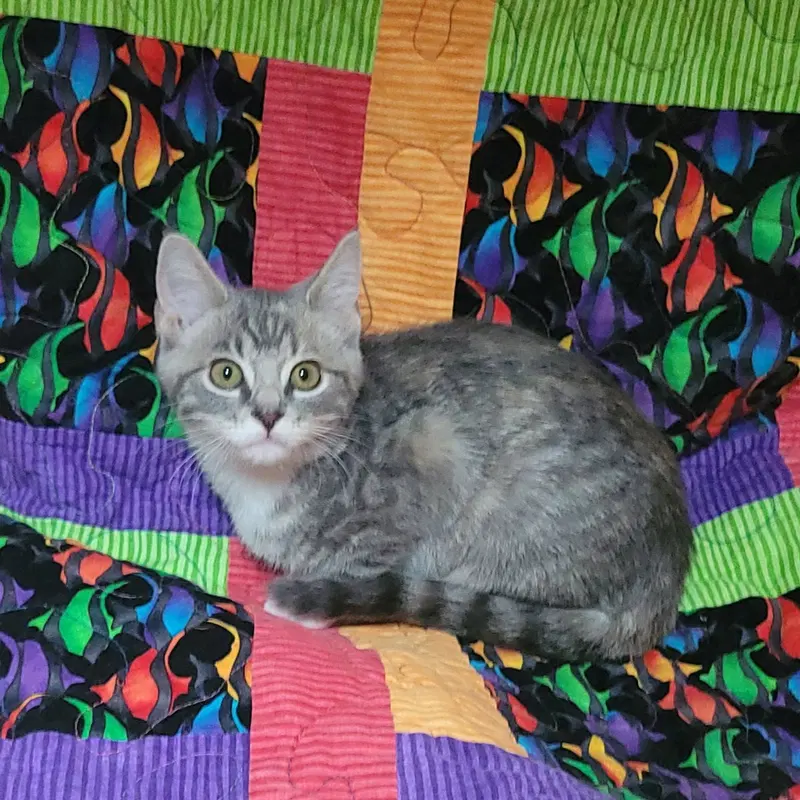 Sesame street, a female kitten up for adoption