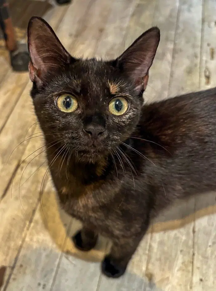 Turtle, a female Tortoiseshell kitten up for adoption
