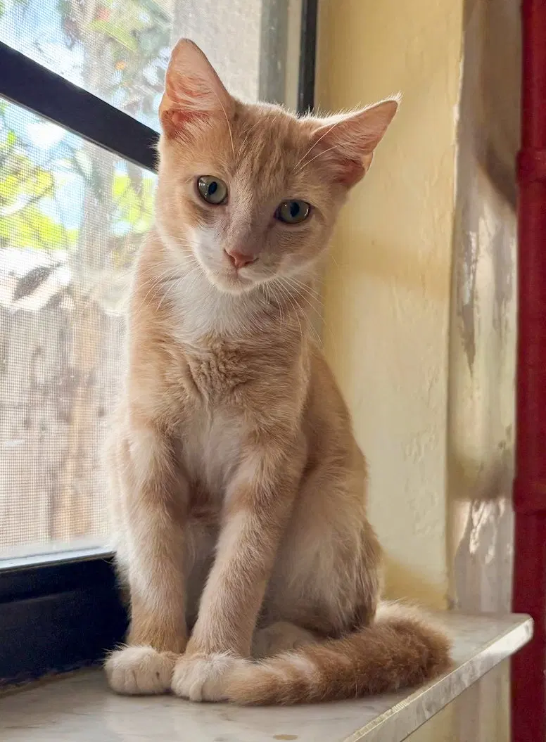 Dune, a male kitten up for adoption