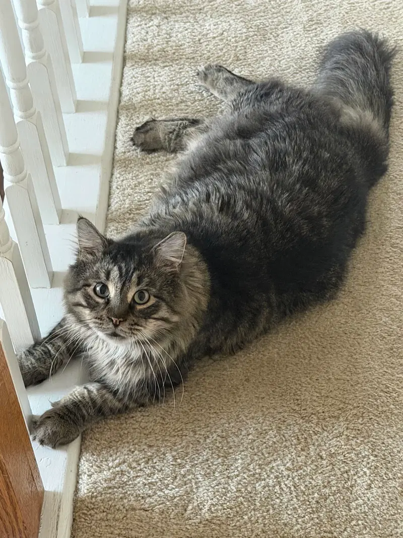 Sunny, an adult male cat up for adoption