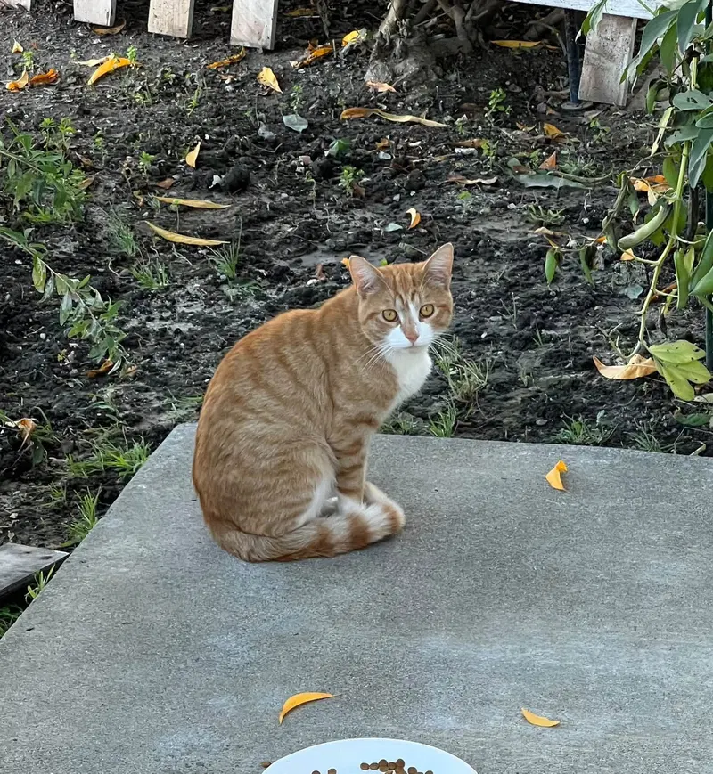 Clementine & OJ, adult female cats up for adoption
