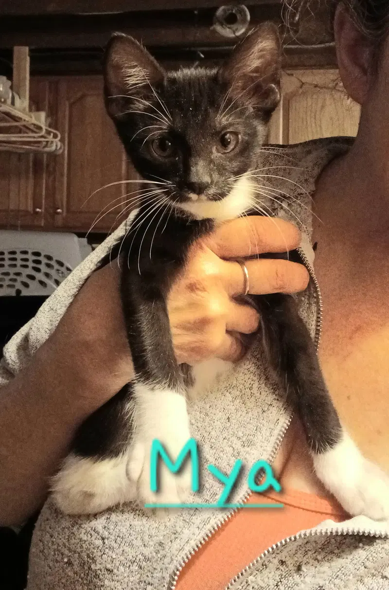 Mya C Ingram, a female kitten up for adoption